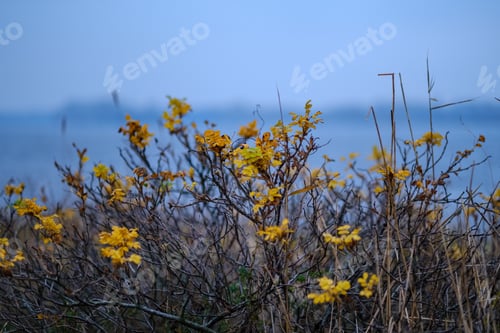 Preview: Lonely Trees With Last Colored Leaves In Branches Shortly Before Winter, Dull Autumn Colors And