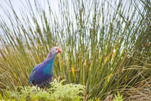 Preview: Blue, Purple Bird Swamphen Purple Swamphen Porphyrio Porphyrio