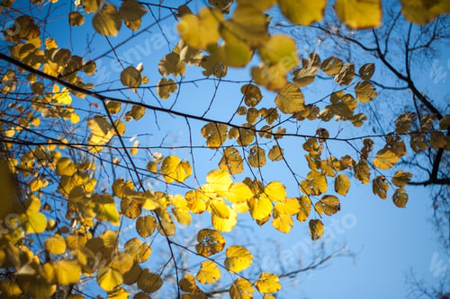 Preview: Beautiful Autumn Leaves In The Park