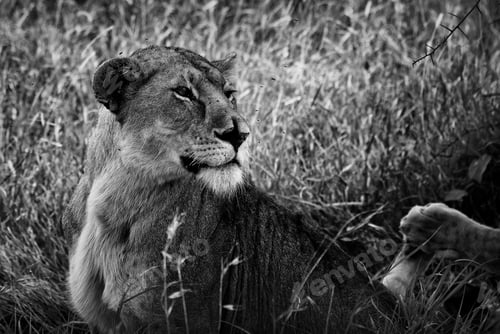 Preview: Lioness In The Serengeti National Park, Tanzania