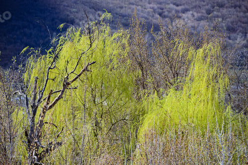 Preview: Willow Trees In Spring