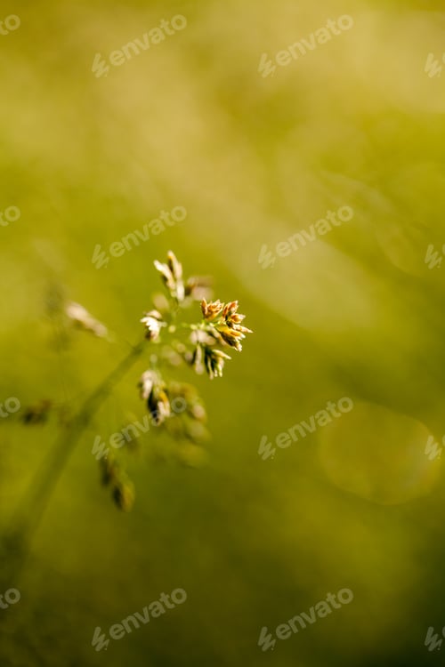 Preview: Green Plants Isolated On Natural Background With Beautiful Bokeh And Contour Light
