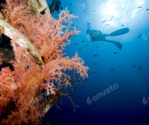 Preview: Scuba Diver Exploring A Wreck In The Red Sea