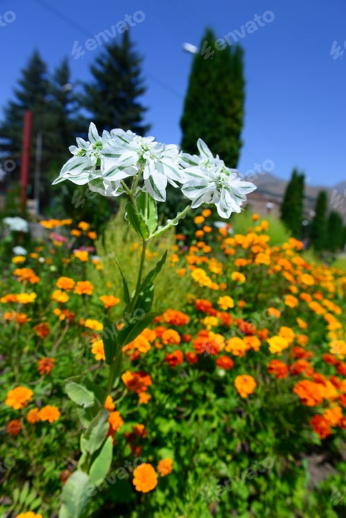 Preview: Euphorbia Marginata Against Blue Sky