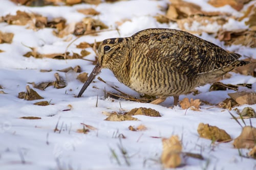 Preview: Woodcock. Snow And Dry Leaves Background. Bird: Eurasian Woodcock. Scolopax Rusticola.