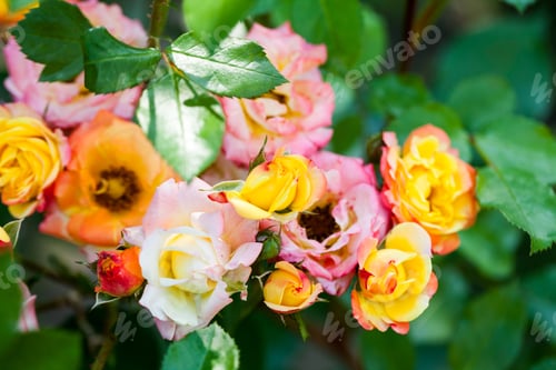 Preview: Colorful, Beautiful, Delicate Rose Petals And Details