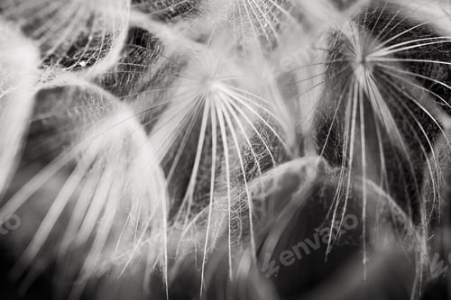 Preview: Black And White Abstract Composition With Dandelion Seeds - Extreme Closeup With Soft Focus