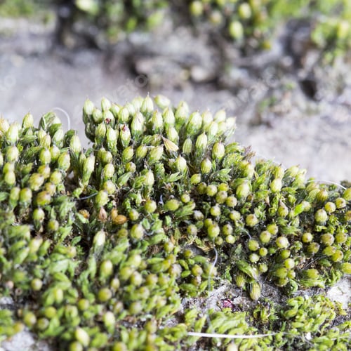 Preview: Green Moss On Tree Bark - Texture And Background