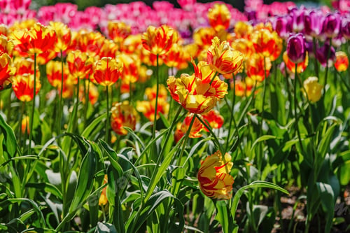 Preview: Blooming Tulips In The Spring Garden