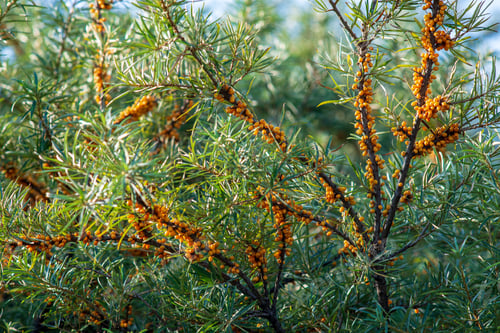 Preview: Sea Bucktorn Fruits On The Branches With Green Leaves In Autumn. Ready For Harvest
