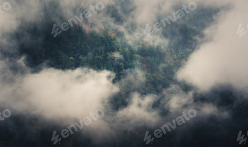 Preview: Mystic Forest On A Foggy Day In Autumn