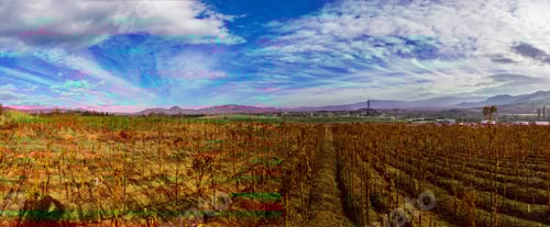 Preview: Dry Tobacco Plant Against Blue Cloudy Sky, Armenia