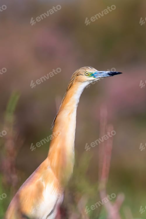 Preview: Heron. Nature Background. Bird: Squacco Heron. Ardeola Ralloides