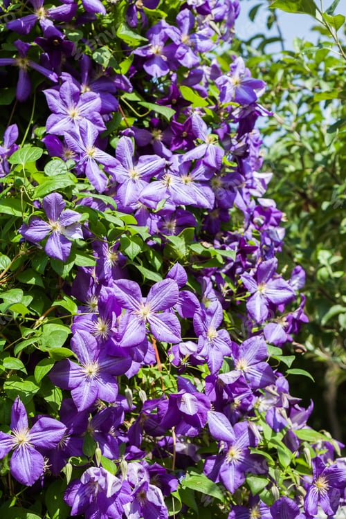 Preview: Beautiful, Blue Clematis Flowers With Vegetation