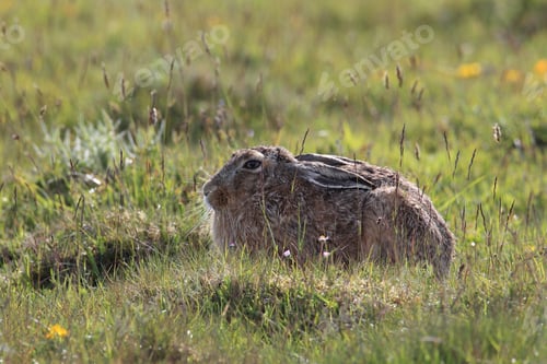 Preview: European Brown Hare (Lepus Europaeus)