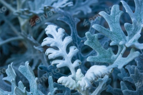 Preview: Silver Dust Cineraria Maritima In The Garden, Close Up.
