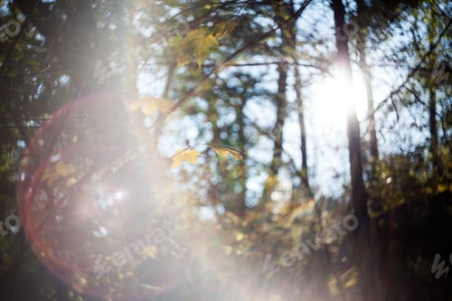 Preview: Beautiful Autumn Leaves In The Park
