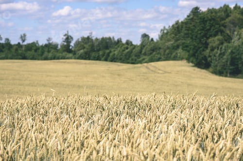 Preview: Summer Landscape With Wheat Field And Clouds In Latvia - Vintage Film Effect
