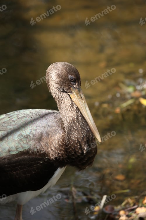 Preview: Young Black Stork (Ciconia Nigra) Saxony Germany
