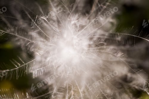 Preview: Fluffy Dried Seed From A Wild Plant - In The Field With Natural Background