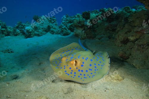 Preview: Bluespotted Stingray (Taeniura Lymma)