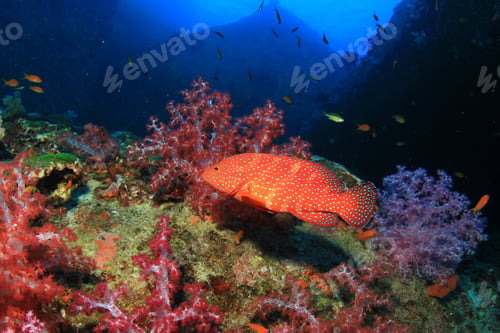 Preview: Coral And Fish Underwater In Ocean