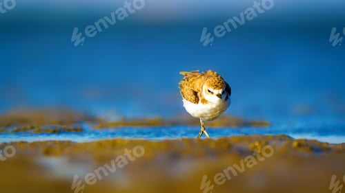 Preview: Cute Bird Plover. Blue Sea And Yellow Sand Nature Background. Kentish Plover Charadrius Alexandrinus