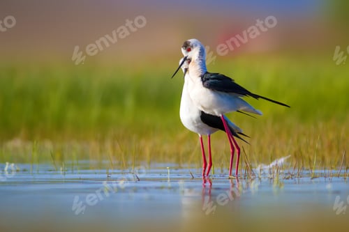 Preview: Romantic Birds. Blue Green Nature Background Black Winged Stilt