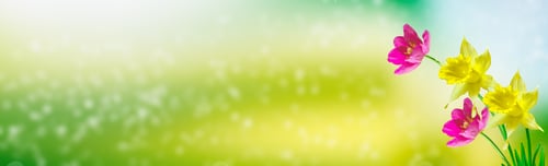 Preview: Natural Floral Background Of Spring Flowers Of Daffodils And Tulips.