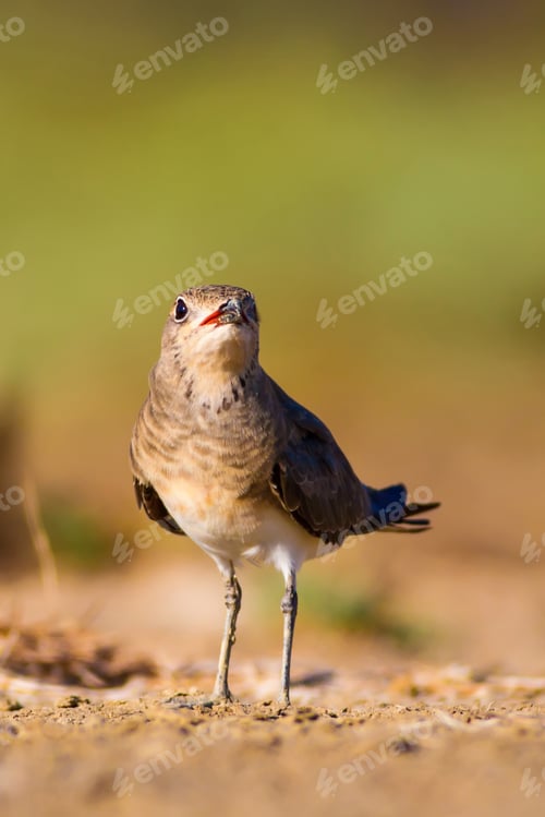 Preview: Cute Bird Collared Pratincole. Warm Colors Nature Background. Collared Pratincole / Glareola