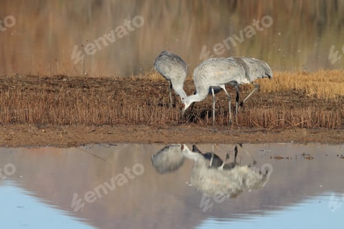 Preview: Sand Hill Crane (Grus Canadensis) At Bosque Del Apache National Wildlife Refuge