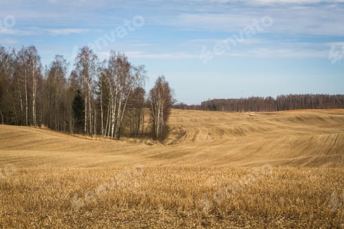 Preview: Processed Cereal Fields In Spring