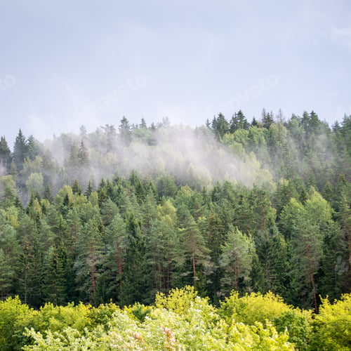 Preview: Misty Forest After The Rain In Summer - Square Image