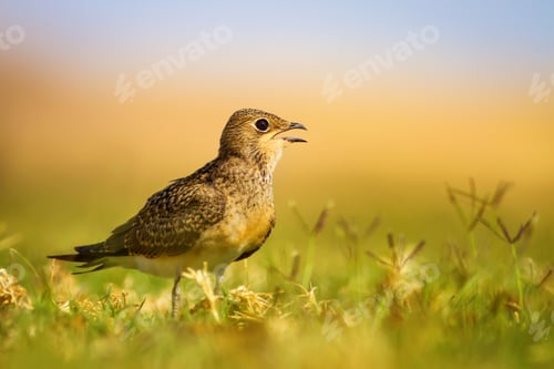 Preview: Cute Bird. Colorful Nature Background. Collared Pratincole / Glareola Pratincola