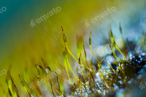 Preview: Fresh Green Blooming Moss In Big Close Up. Moss Or Lichens Blooming In Spring.