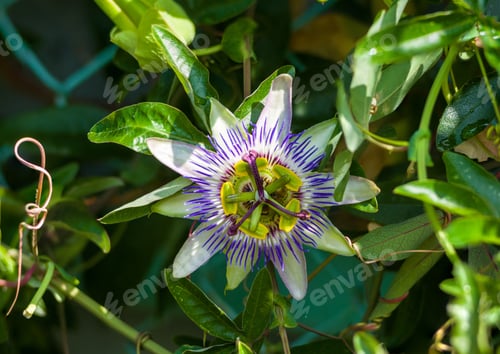 Preview: Passion Flower Passiflora Caerulea Against Green Garden Background