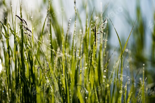 Preview: Spring First Fresh Green Grass In The Sunshine With A Drop Of Dew. Abstract Natural Background