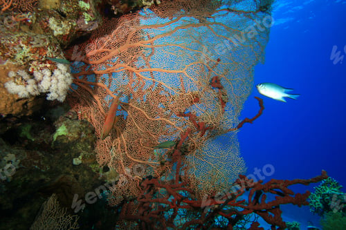 Preview: Gorgonian Fan Coral (Annella Mollis)