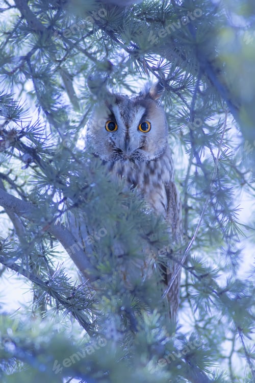 Preview: Forest And Owl. Blue Green Nature Background. Bird: Long Eared Owl. Asio Otus.