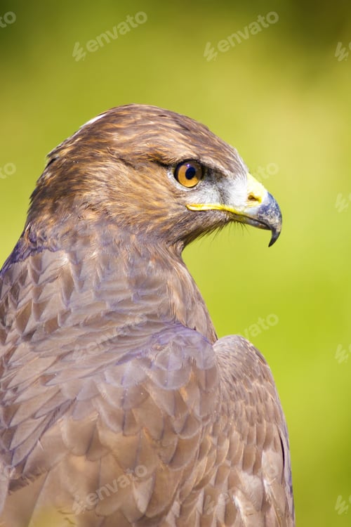 Preview: Bird Of Prey. Buzzard Portrait. Green Nature Background. Bird: Long Legged Buzzard. Buteo Rufinus.