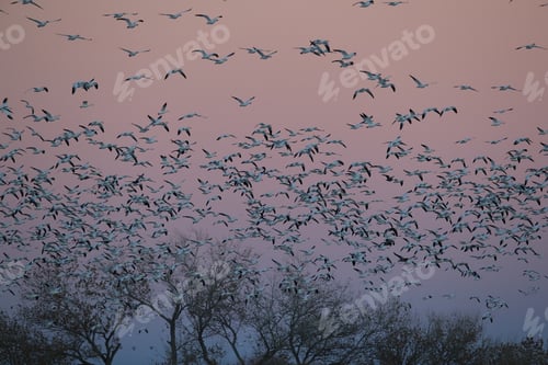 Preview: Snow Geese Bosque Del Apache, New Mexico Usa