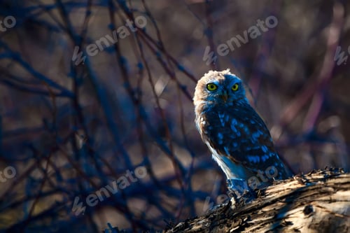 Preview: Little Owl. Natural Background.