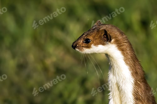 Preview: Wild Animal Least Weasel. Green Nature Background.