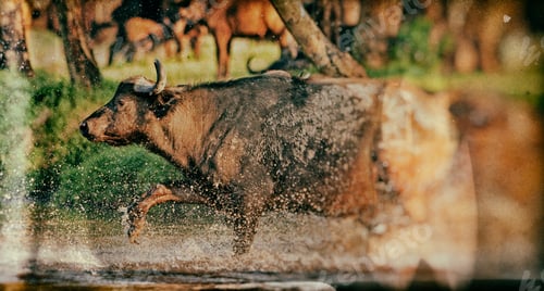 Preview: Vintage Style Image Of An African Buffalo Crossing A River In The Lake Nakuru National Park - Kenya