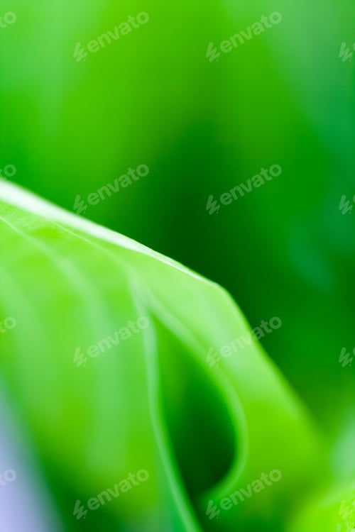 Preview: Green, Abstract Composition With Leaf Texture And Soft Focus