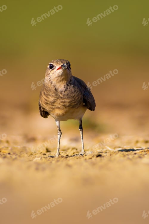 Preview: Cute Bird Collared Pratincole. Warm Colors Nature Background. Collared Pratincole / Glareola