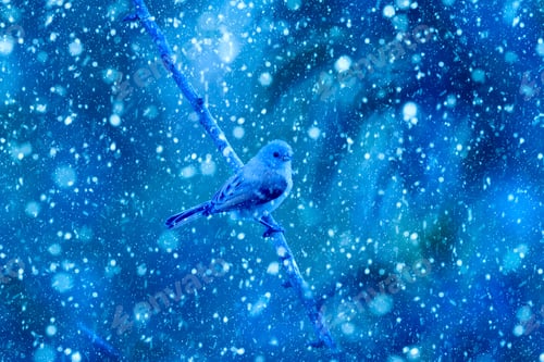 Preview: Winter Season And Birds. Falling Snow. Blue Nature Background.