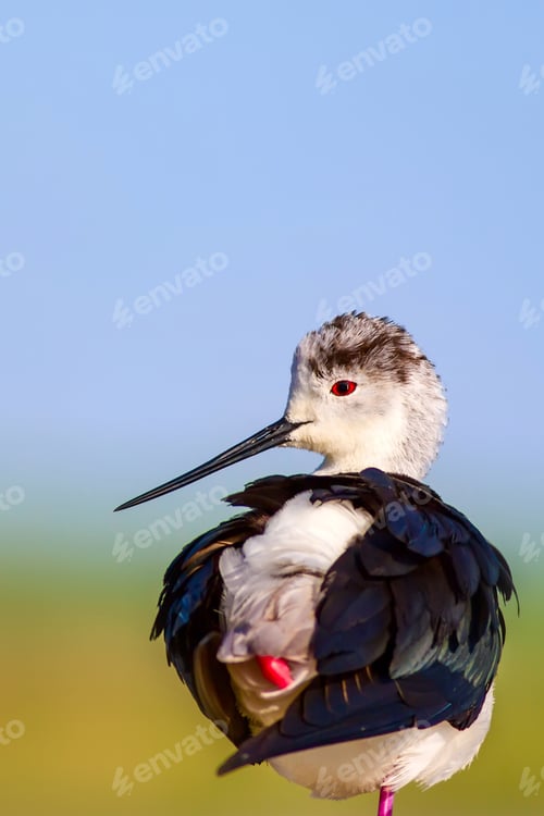 Preview: Common Water Bird. Black Winged Stilt. Himantopus Himantopus. Green Blue Nature Background.