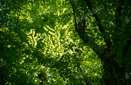 Preview: Flowers And Plants In The Gardens Of Arboretum Volcji Potok