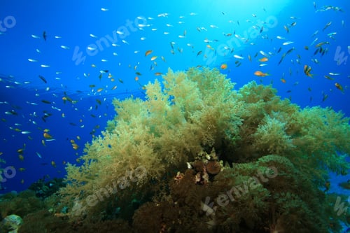 Preview: Beautiful Soft Coral (Dendronephthya)